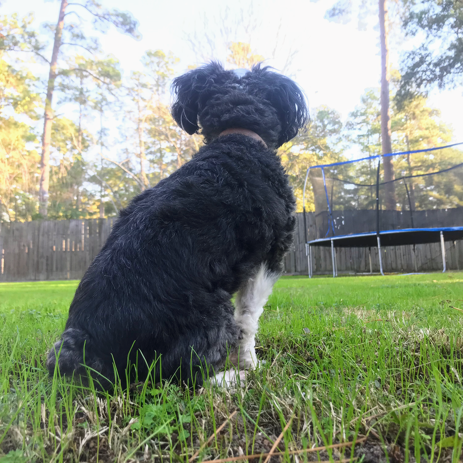 Doody Disposal - Photo 2