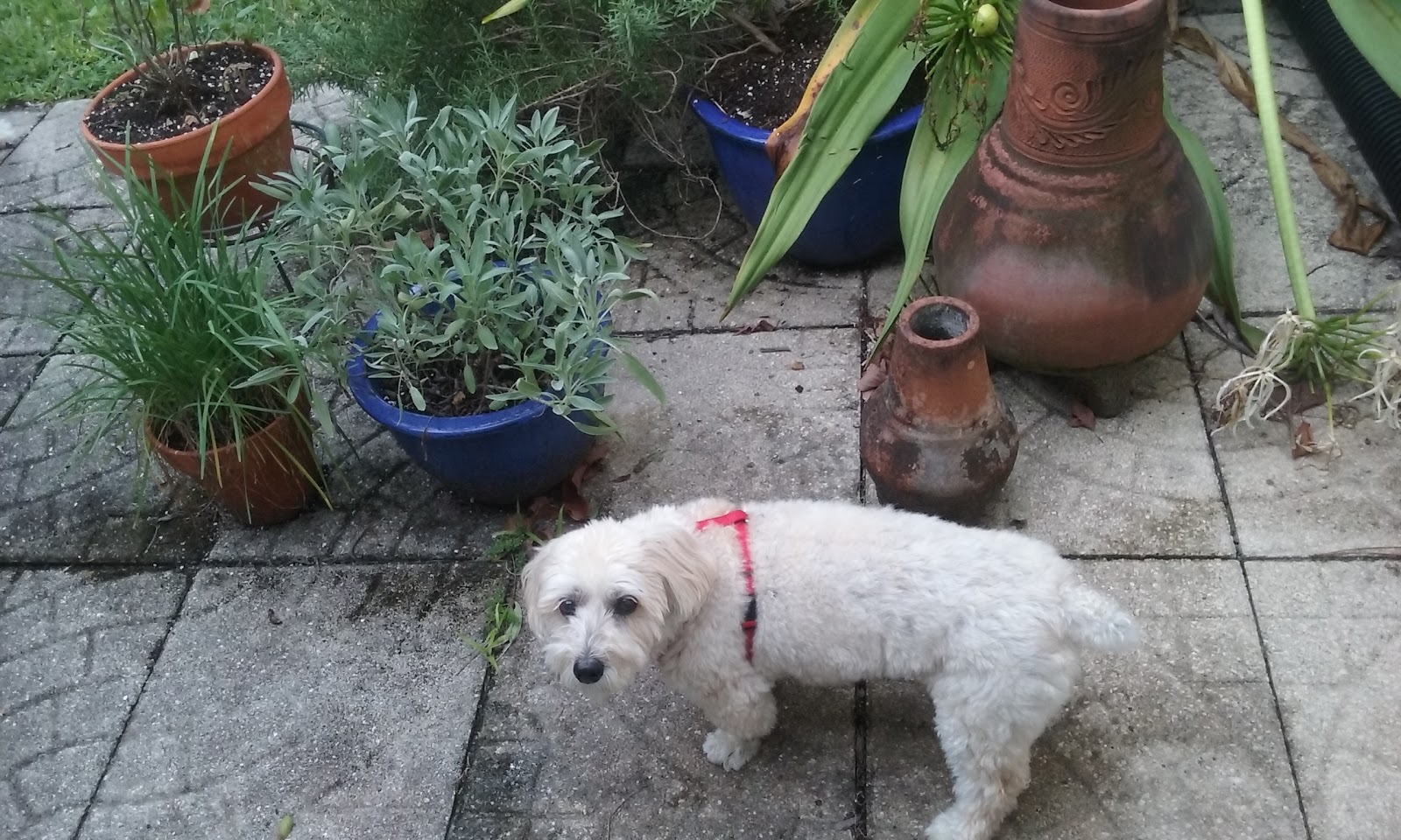 We Do The Doo - Photo 3