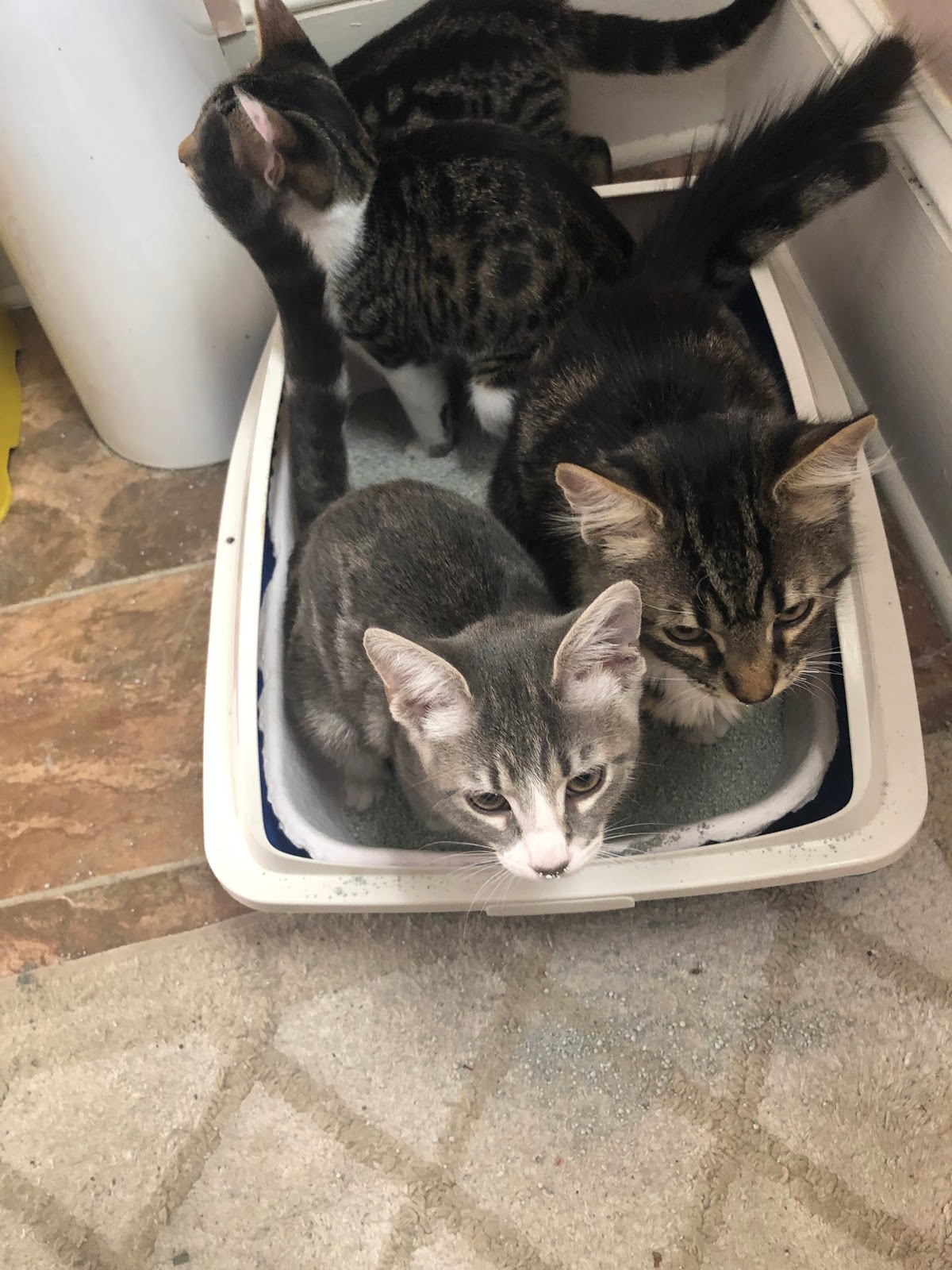 POOP 911 Cape Fear - Photo 4