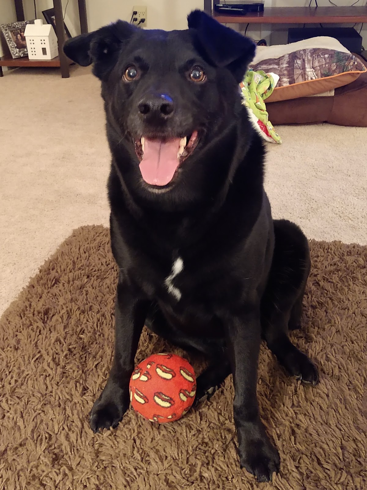 POOP 911 Boise - Photo 2