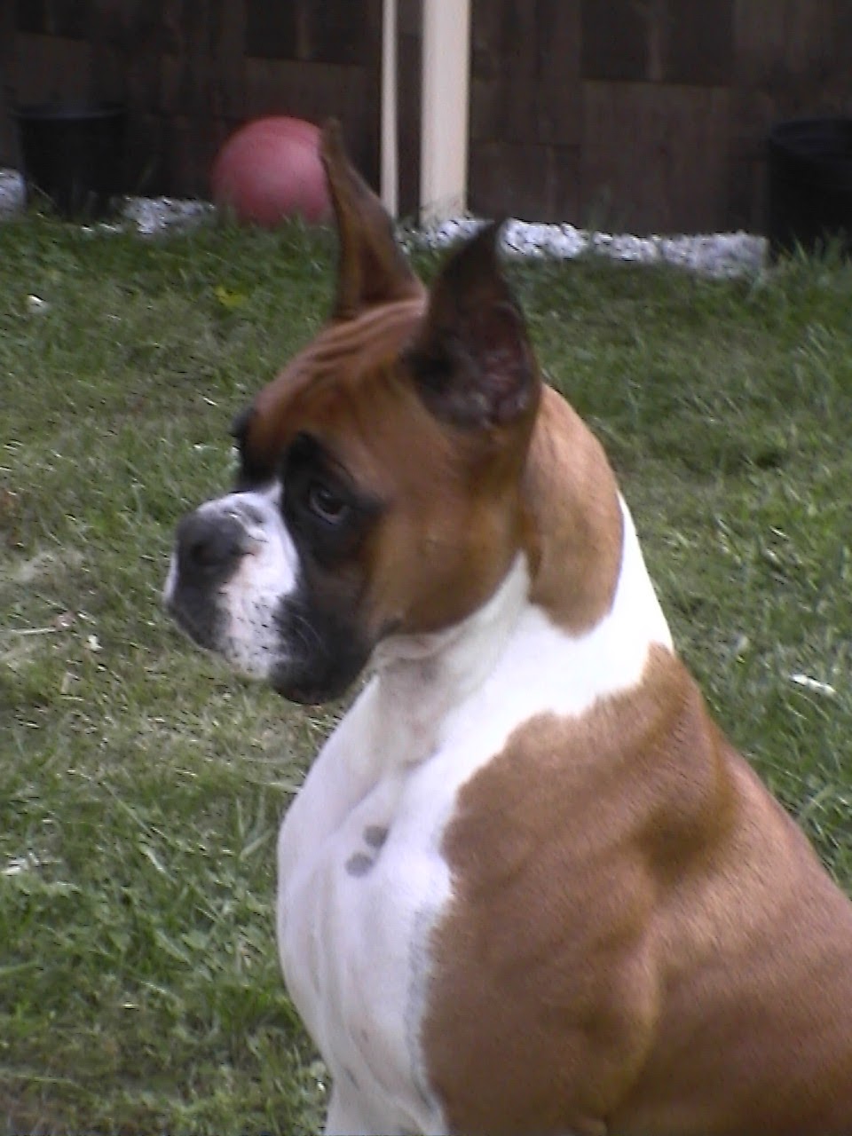 Scoops Dog Waste Clean-Up Service, Inc. - Photo 2