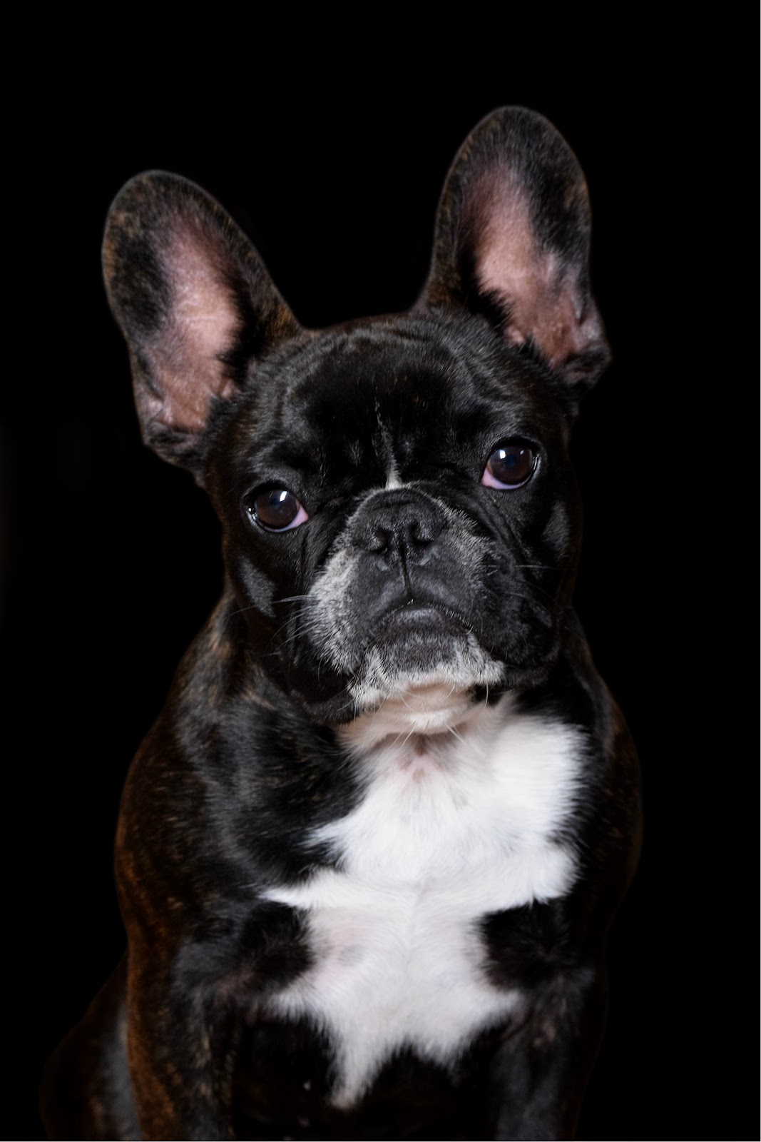 Scoops Dog Waste Clean-Up Service, Inc. - Photo 3