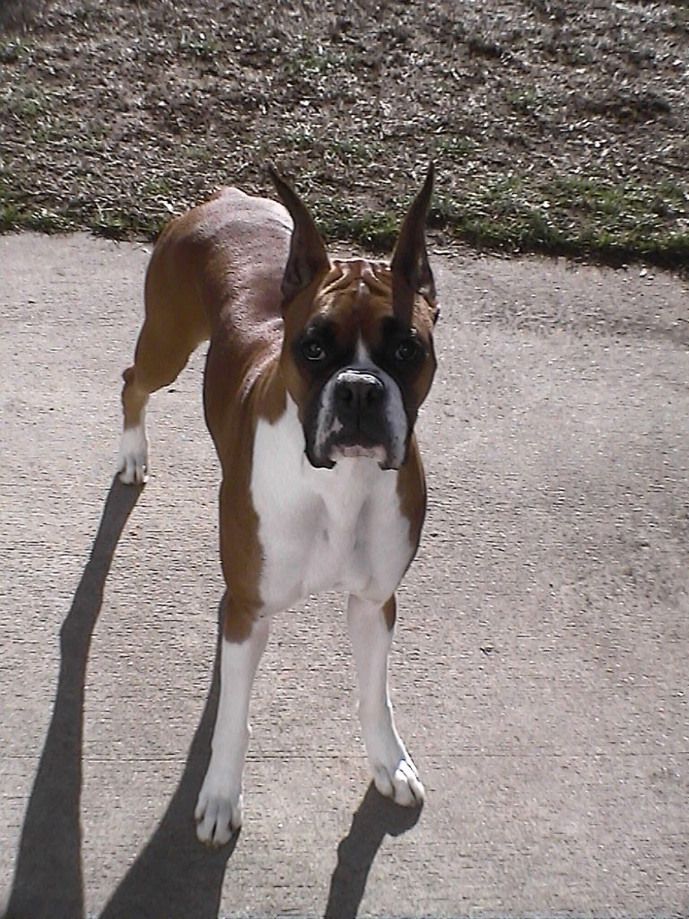 Scoops Dog Waste Clean-Up Service, Inc. - Photo 4