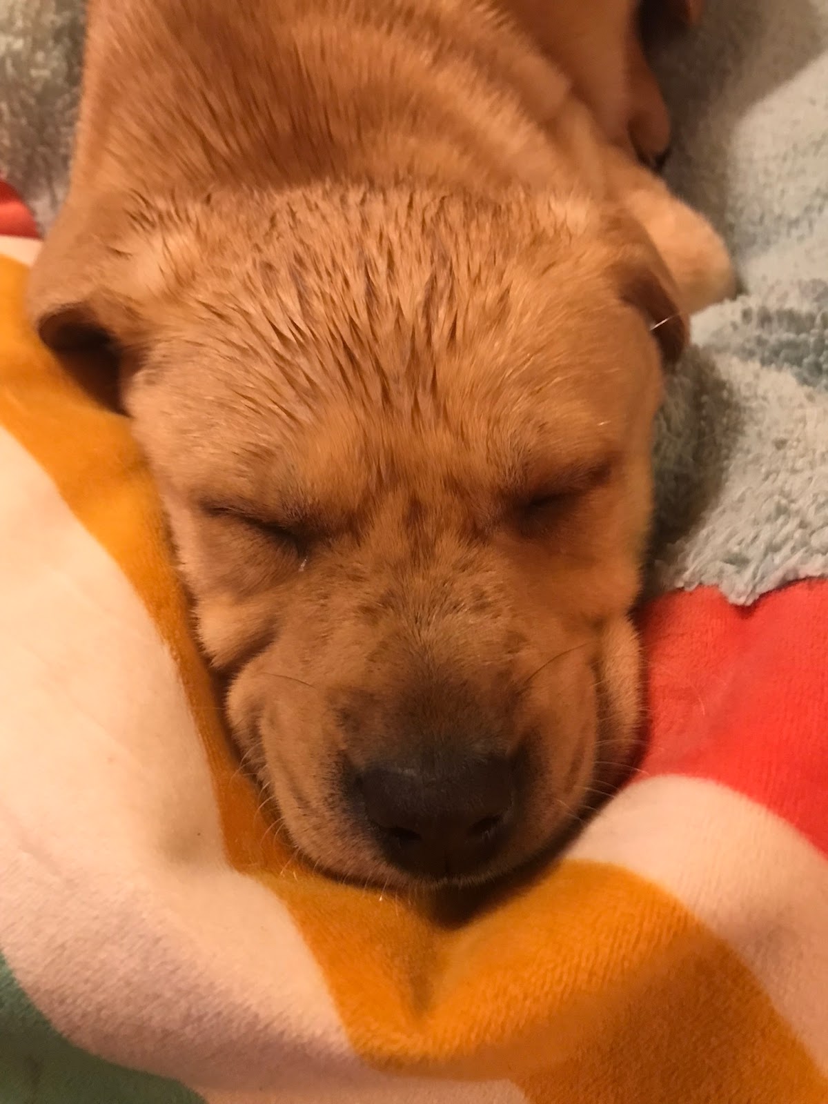 Edgewood Scoopers - Photo 2