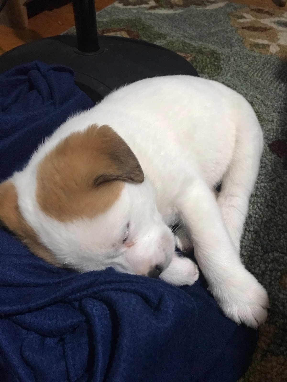 Edgewood Scoopers - Photo 3