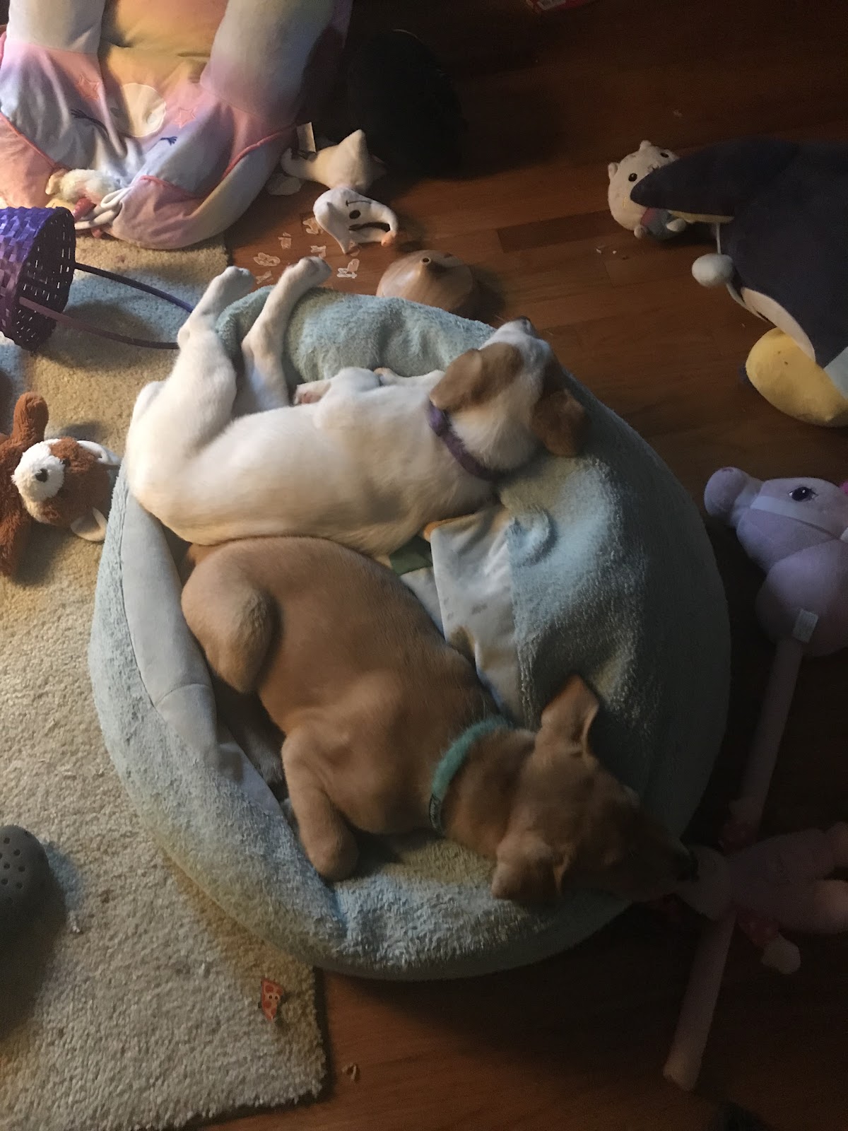 Edgewood Scoopers - Photo 4