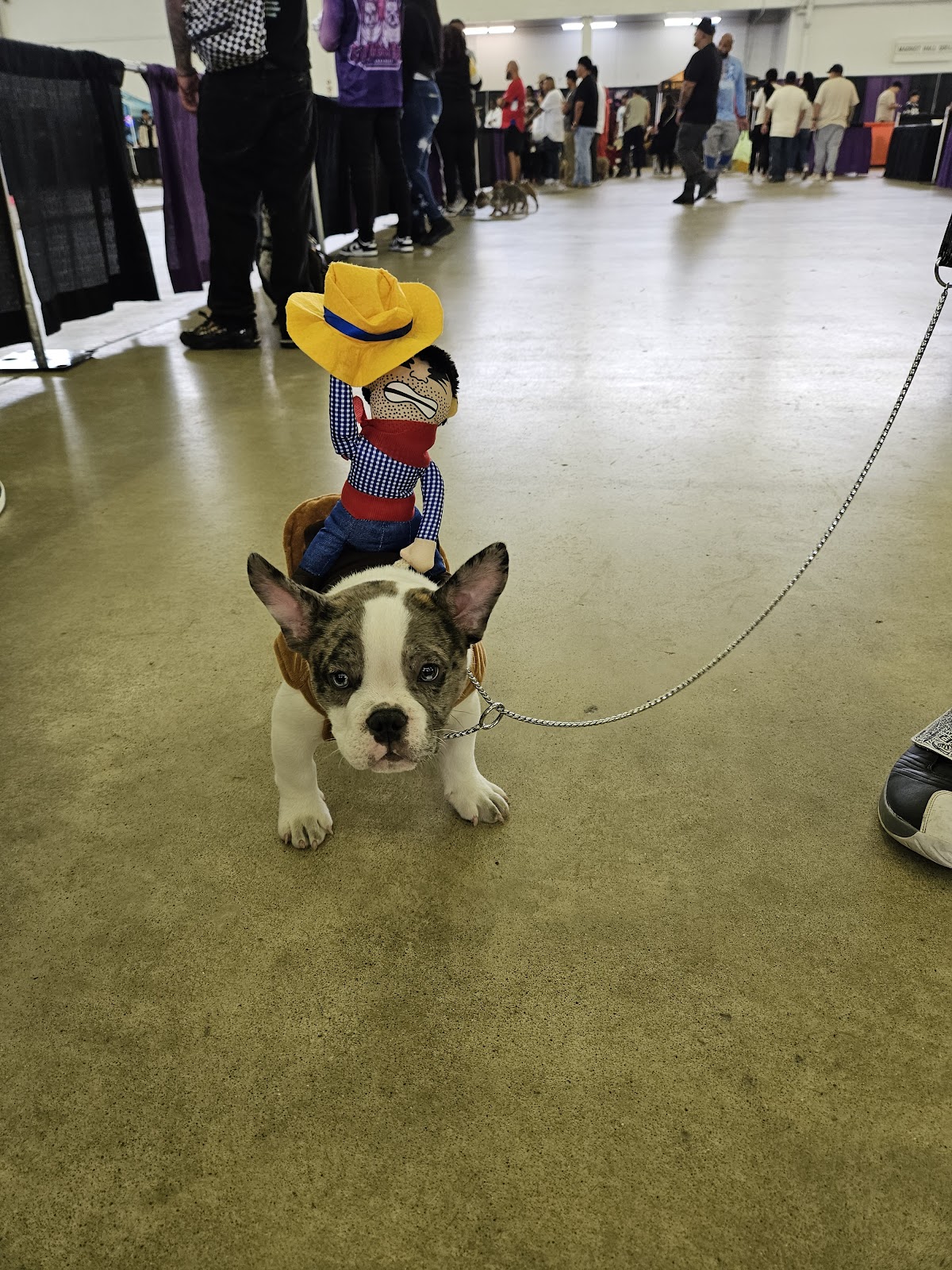 Doggy Doggz Pet Waste Removal - Photo 4