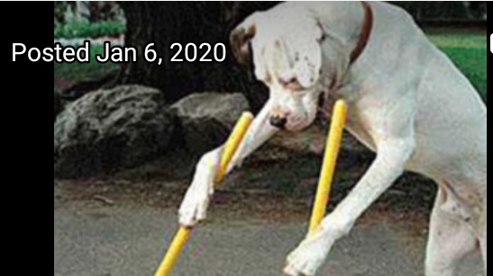 Pooanators Pooperscoopers