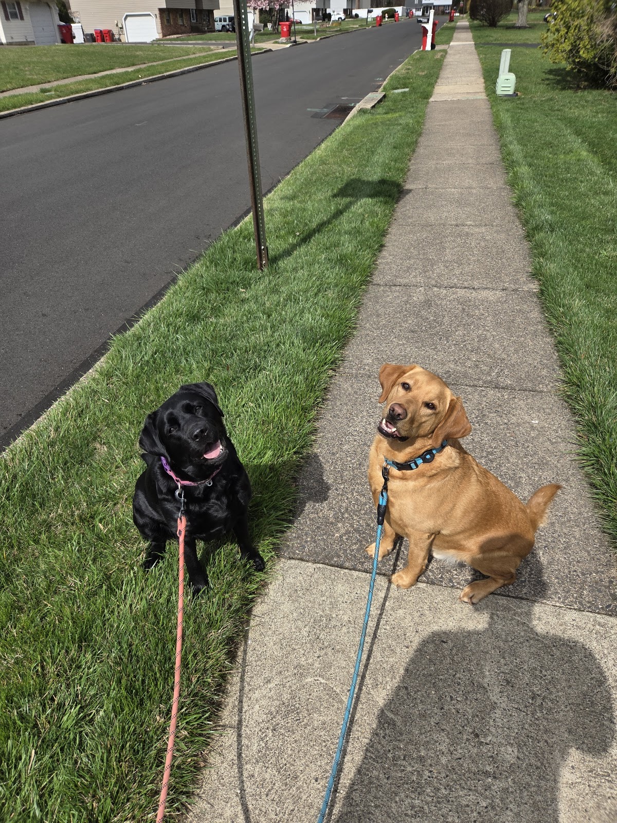 Scoopy Doo Pet Waste Removal