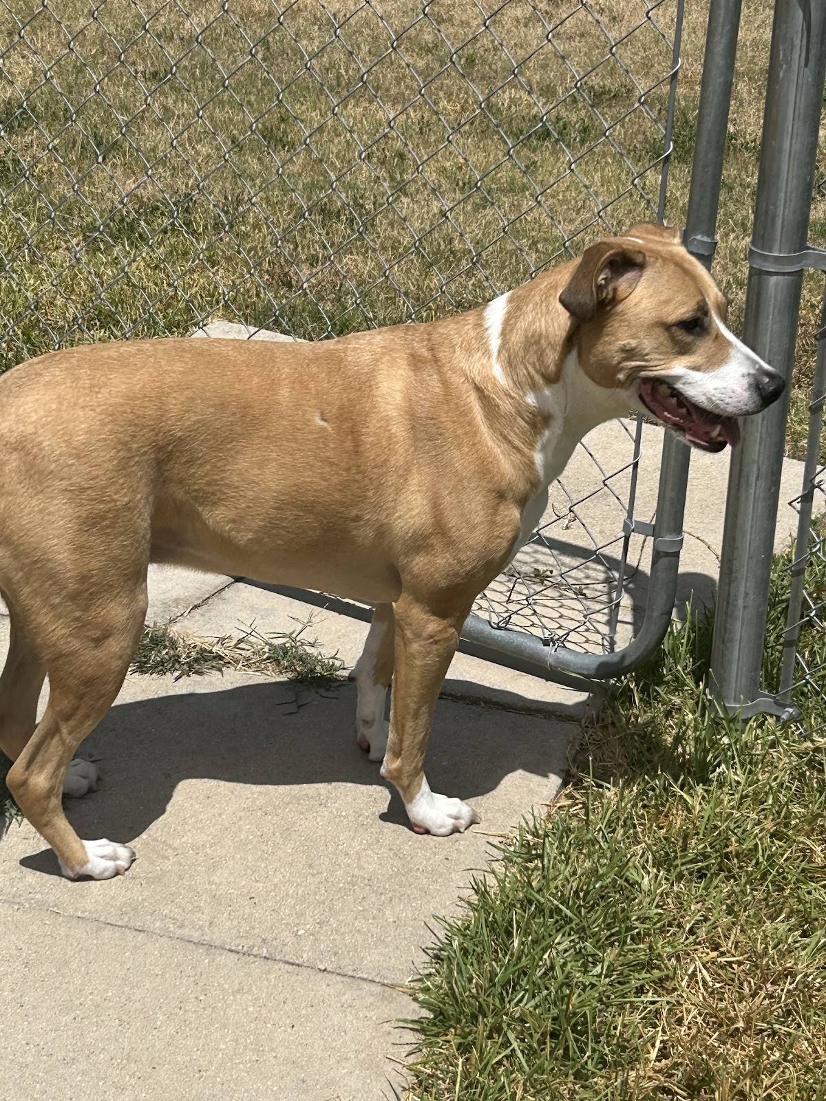 Scoop Dog LLC - Photo 4