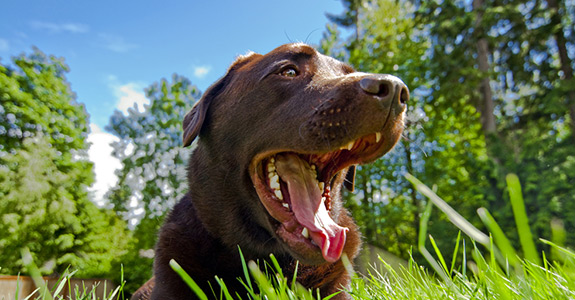 Bob's Pooper Scooper Service - Photo 4