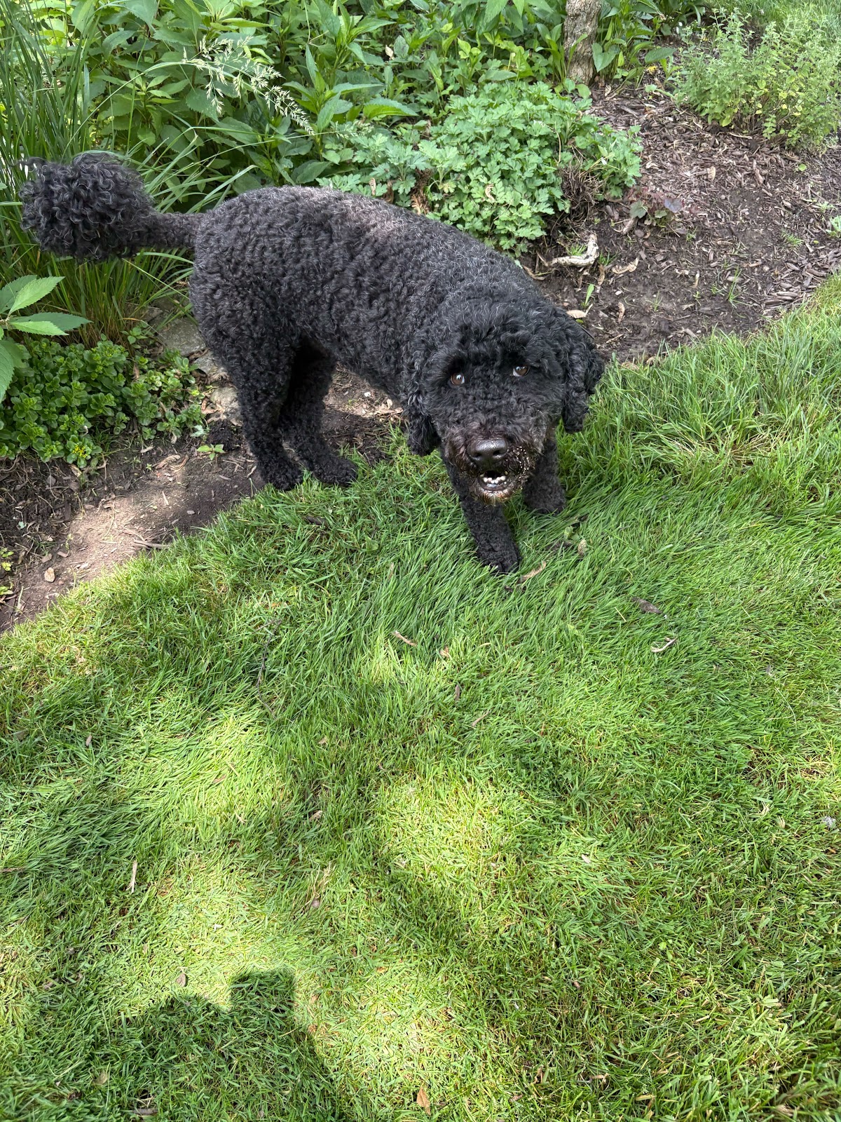 Dog Duty LLC - Photo 2