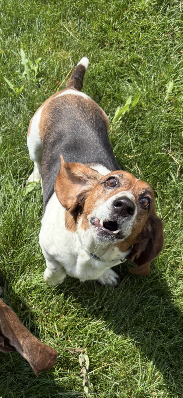 Dog Duty LLC - Photo 3