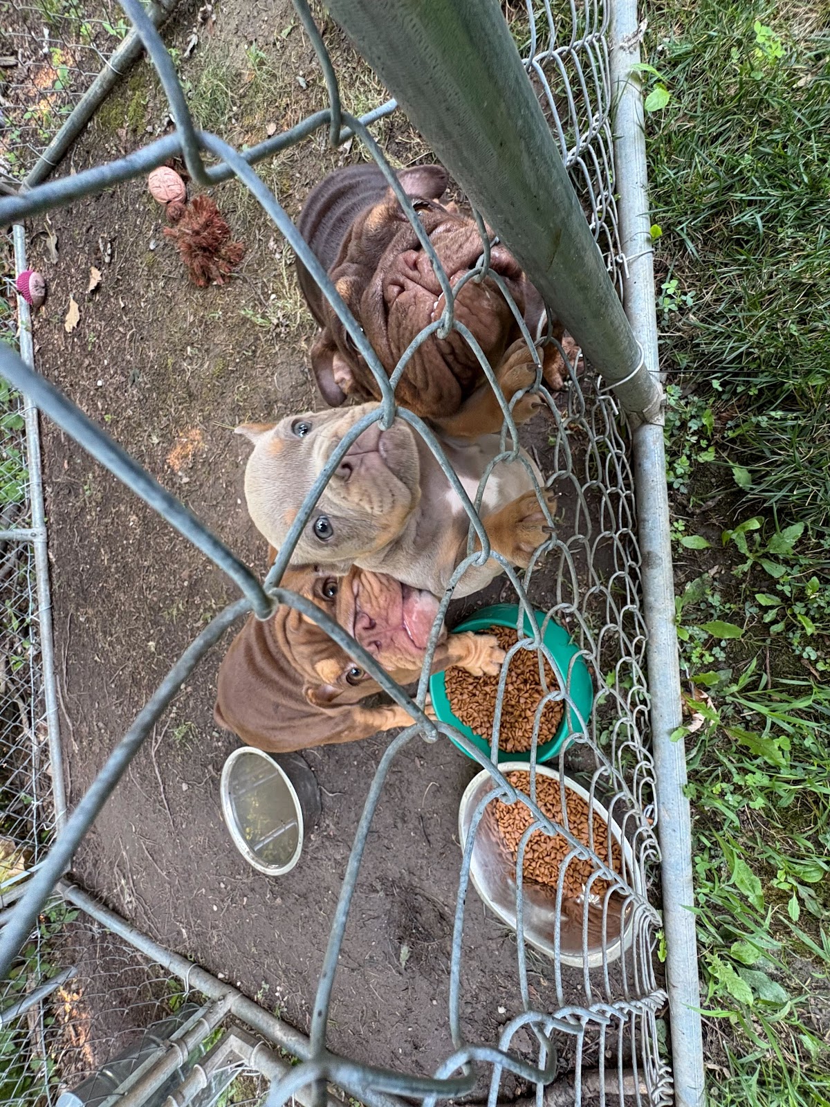 Dog Duty LLC - Photo 4