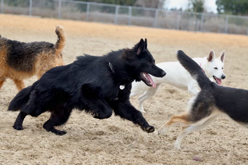 Call for Duty Pet Waste Removal LLC - Photo 2