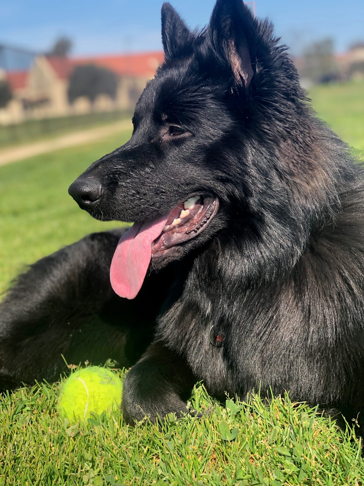 Call for Duty Pet Waste Removal LLC - Photo 3