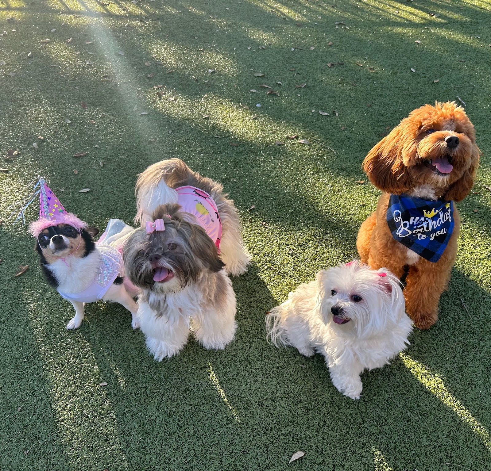 Call for Duty Pet Waste Removal LLC - Photo 4