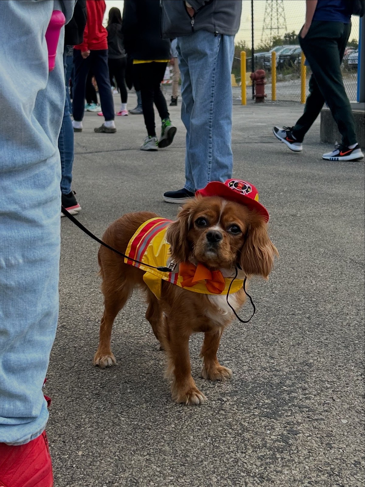 DoodyCalls® of SW Chicagoland - Photo 4