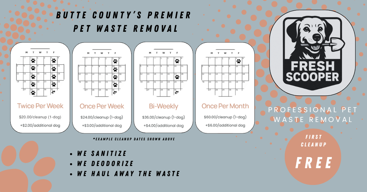 Fresh Scooper - Photo 4