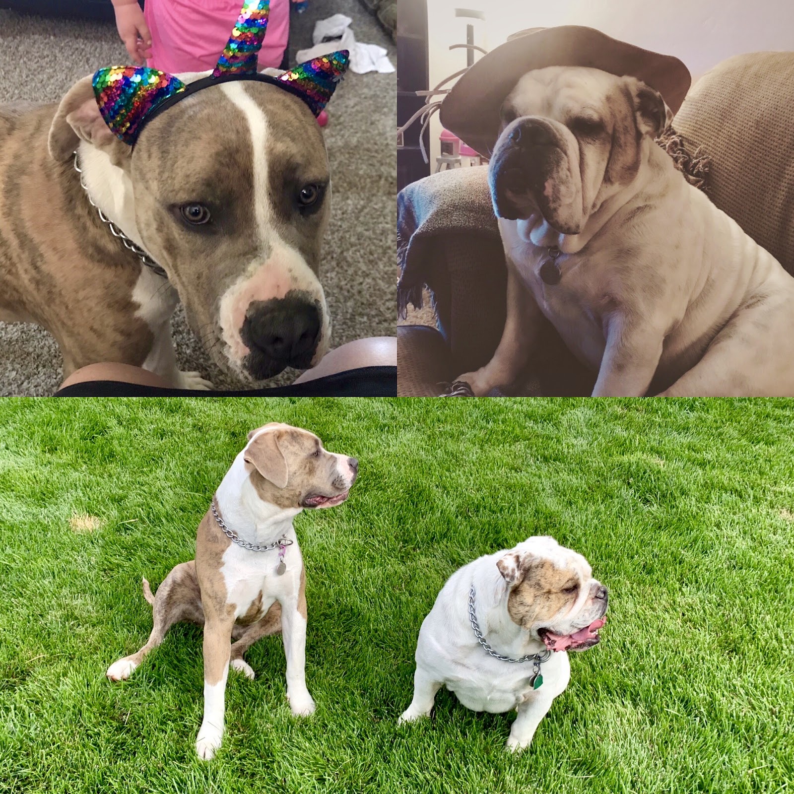 Red Rock Poop Scoop - Photo 3