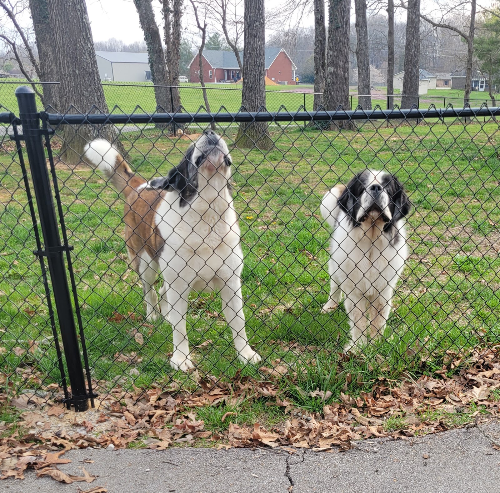 Daddy Doo Care - Photo 2