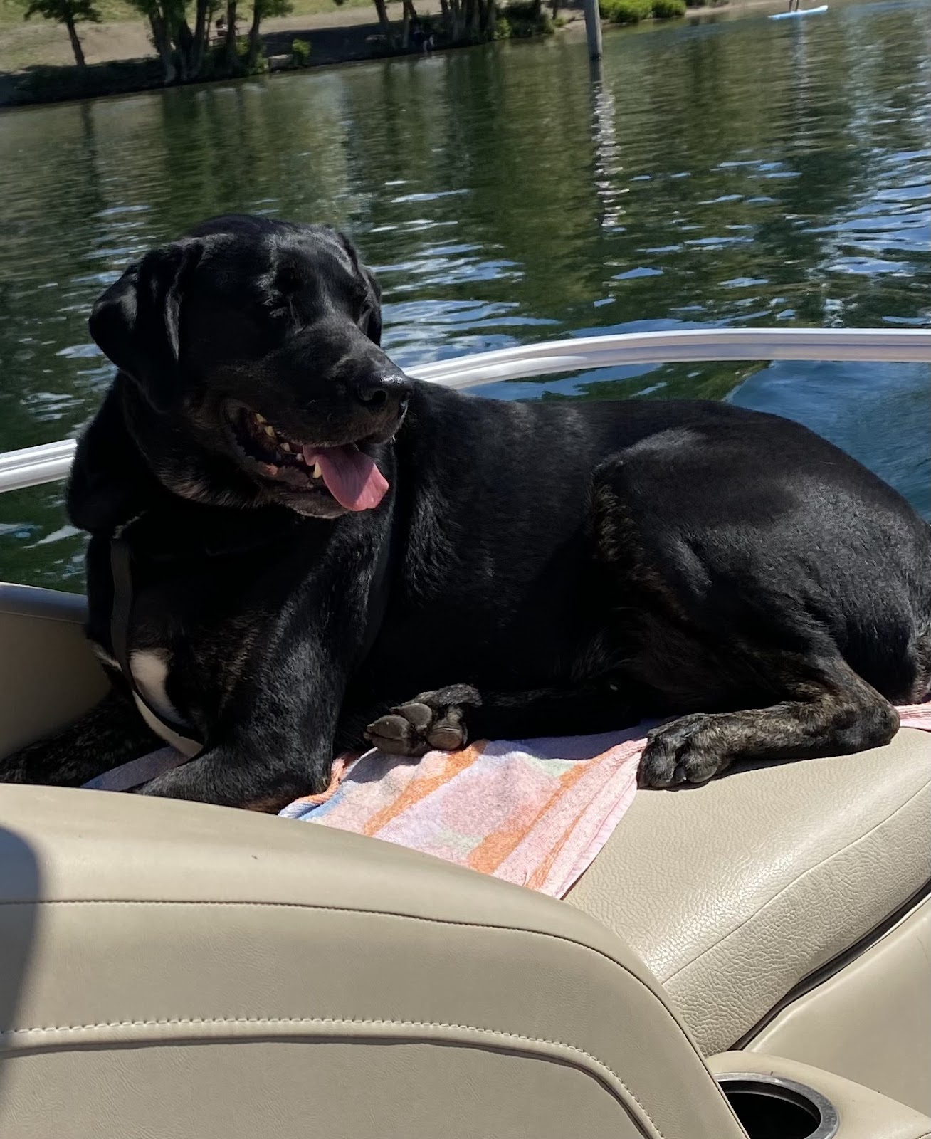 Swoop Scoop - Photo 4