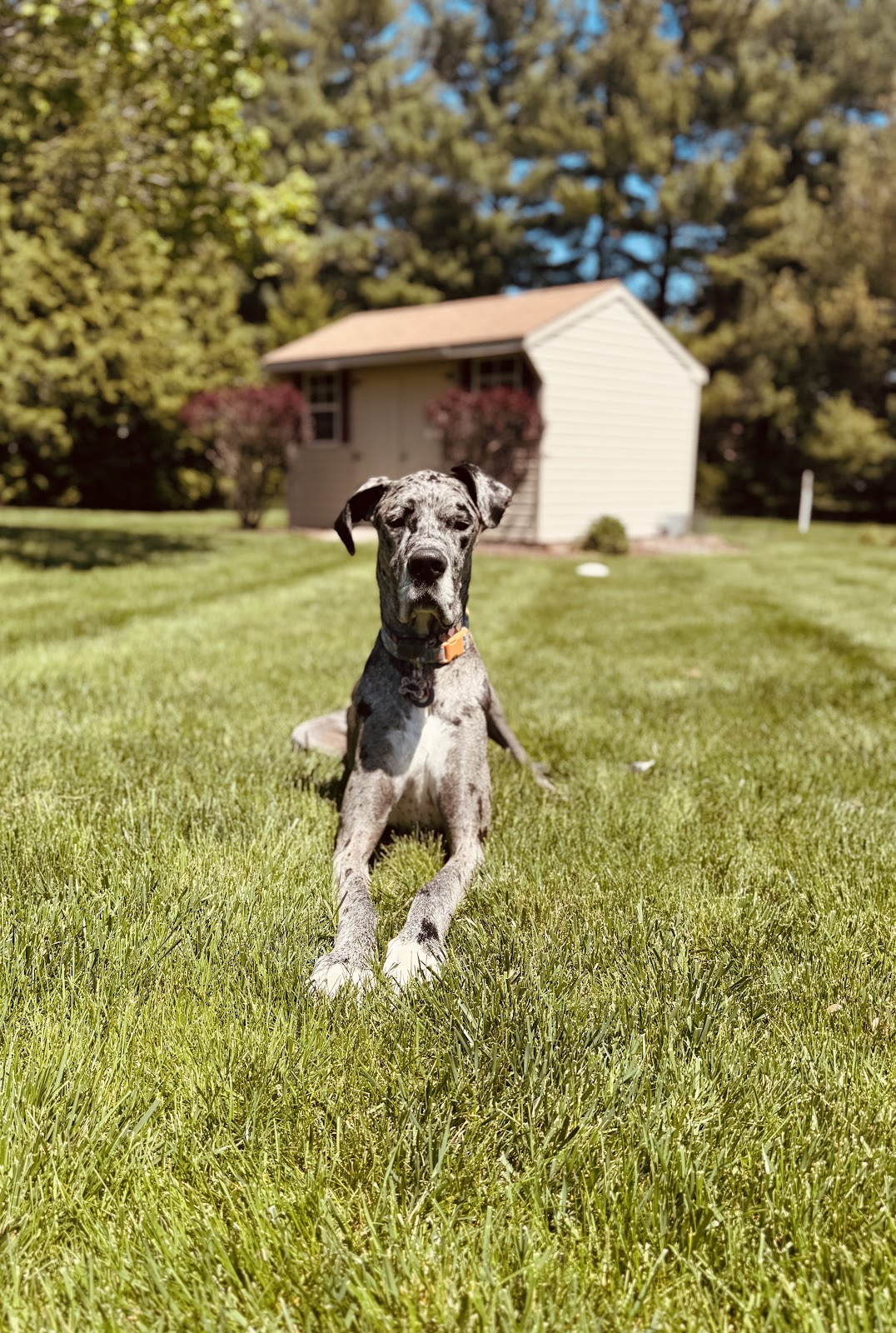 Poop Genie - Photo 4