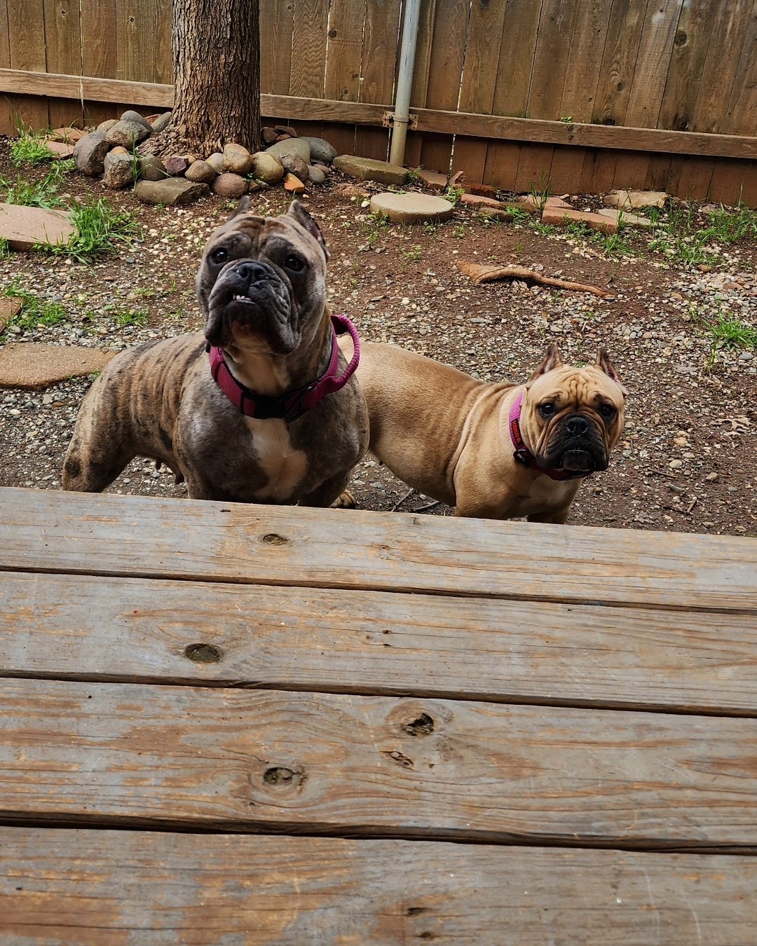 We Scoop Chico - Photo 3