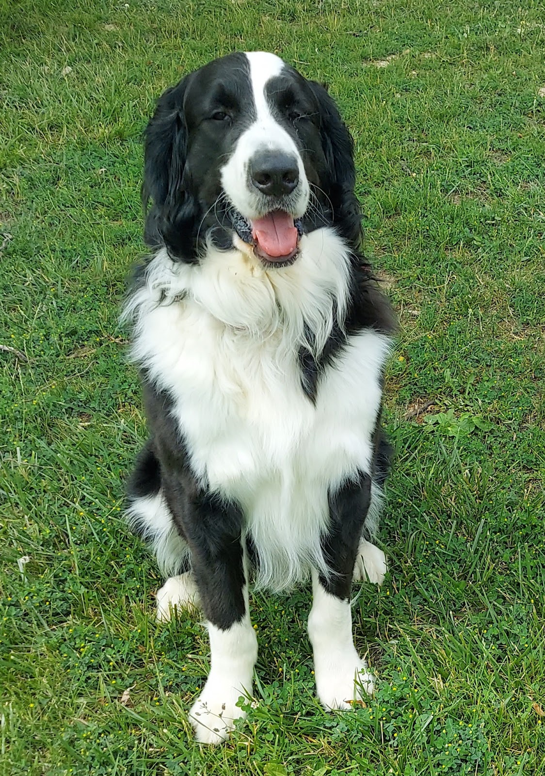 4 Paws Professional Critter Sitter, LLC