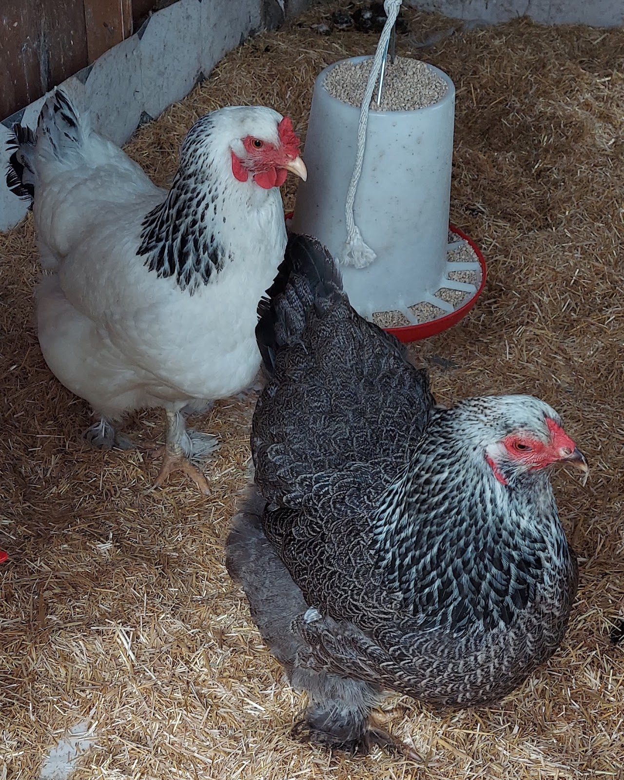 4 Paws Professional Critter Sitter, LLC - Photo 2