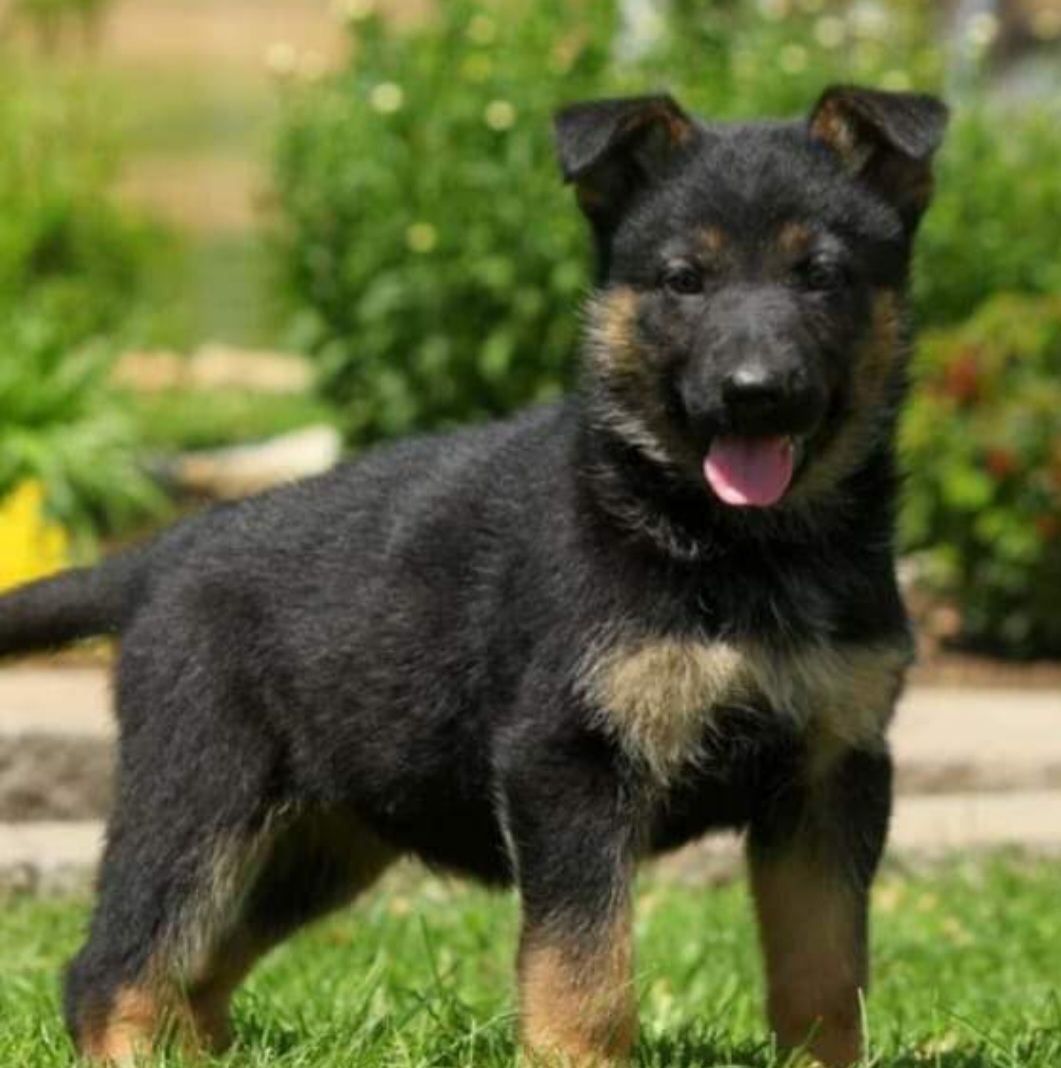 4 Paws Professional Critter Sitter, LLC - Photo 3