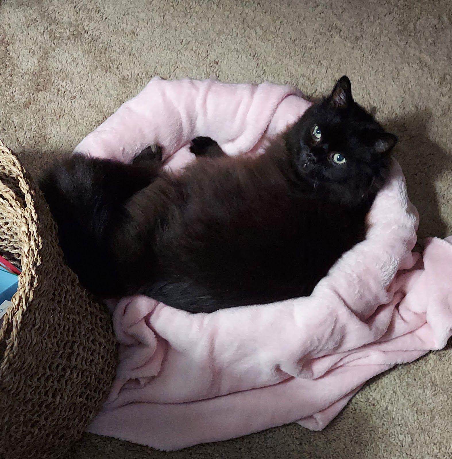 4 Paws Professional Critter Sitter, LLC - Photo 4