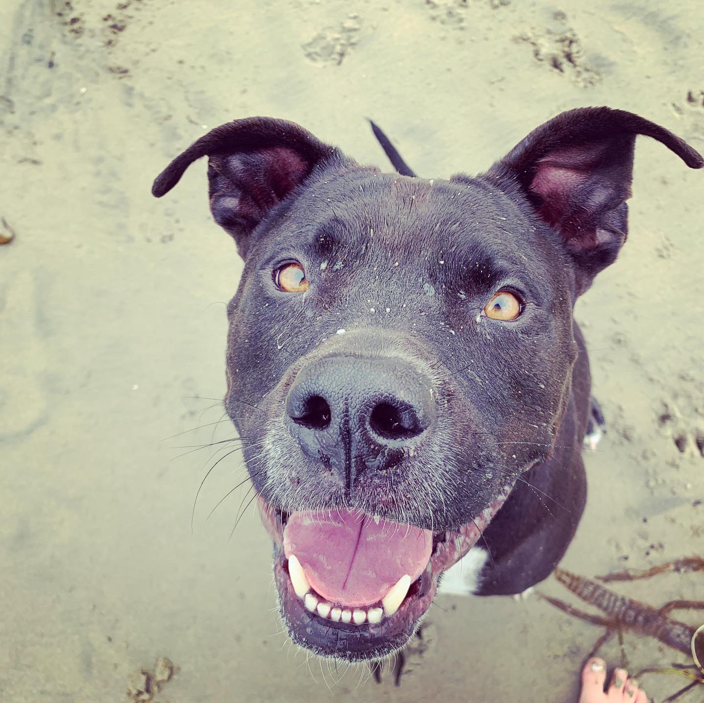 Marin & Sonoma Pet Waste Removal Service