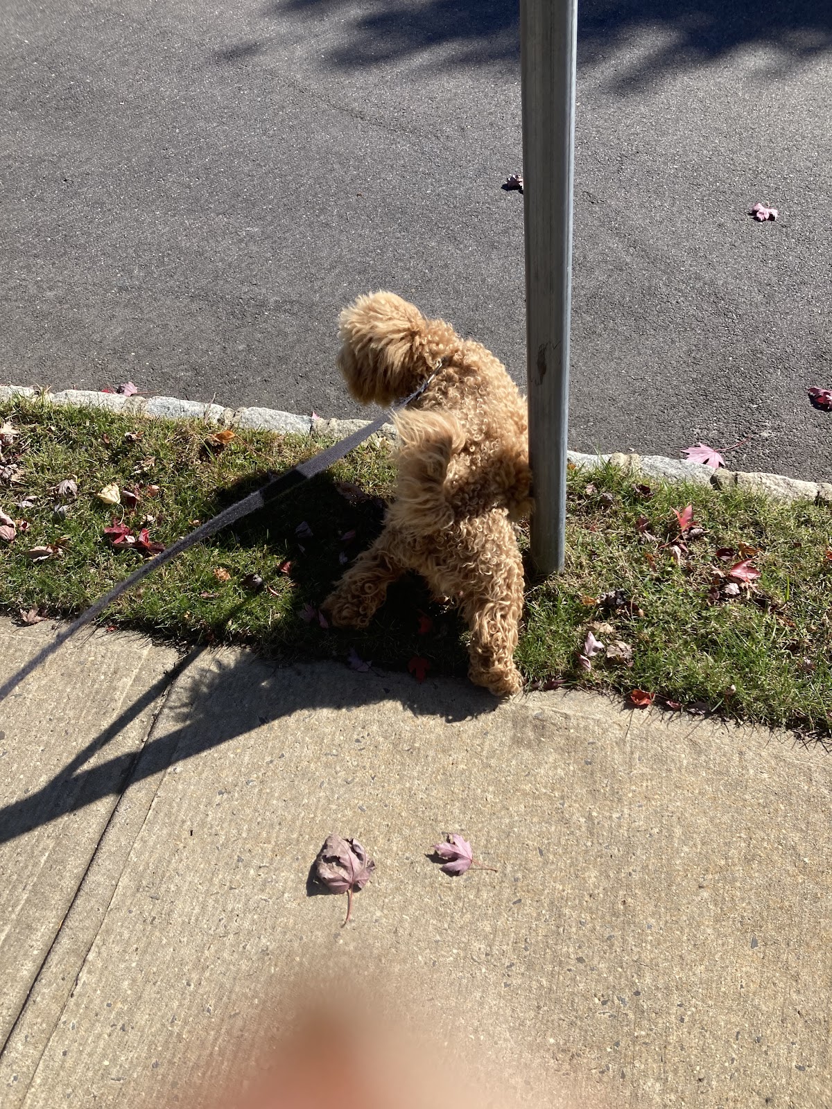 4 Paws Pet Services - Photo 2