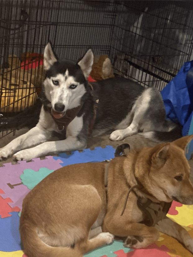 4 Paws Pet Services - Photo 3