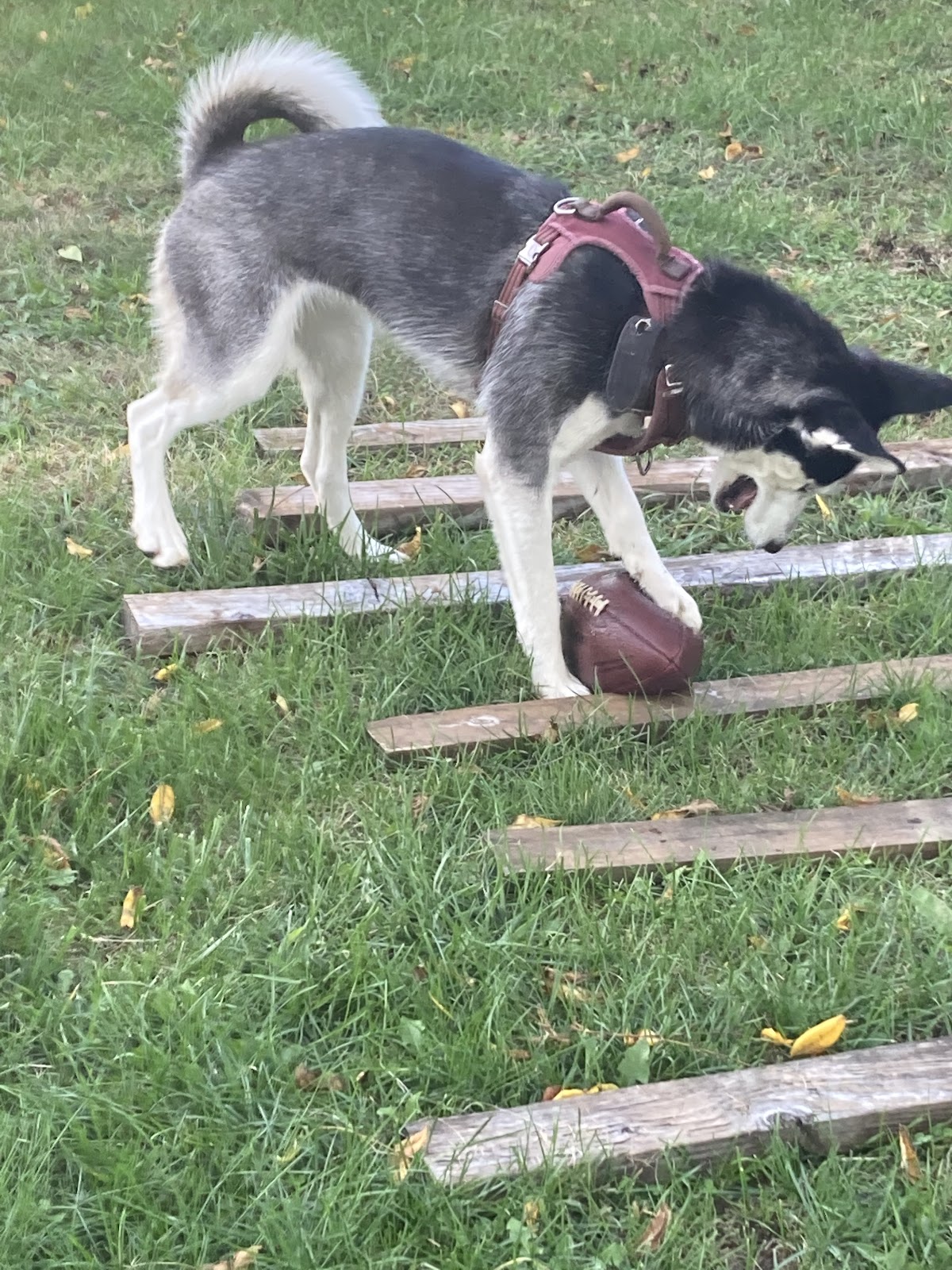 4 Paws Pet Services - Photo 4